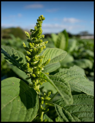 Tobacco plant