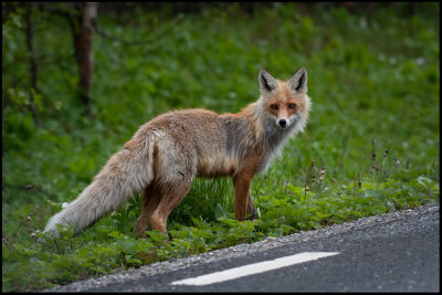Red fox -Lapland