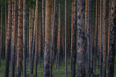 Forest near lvsbyn