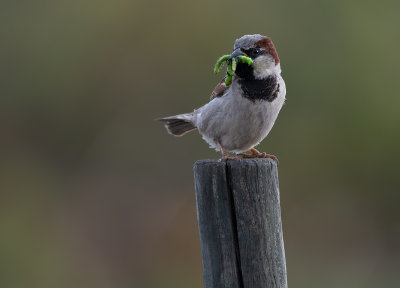 House Sparrow with larvae nesting in our house