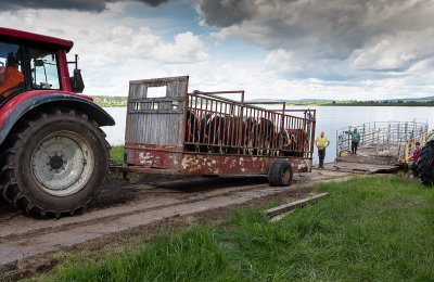Cow-ferry in Tornedalen