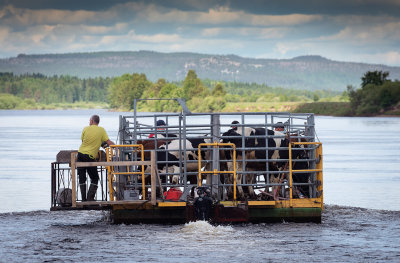Cow-ferry in Tornedalen