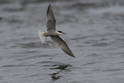 Common Tern (Fisktrna) - Kalixlven