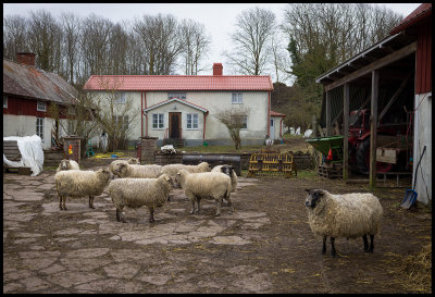 Sheep in Eriksre