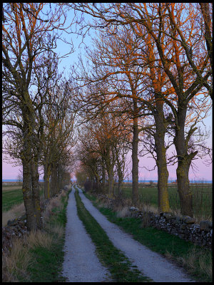 Evening light on alley near Stensa