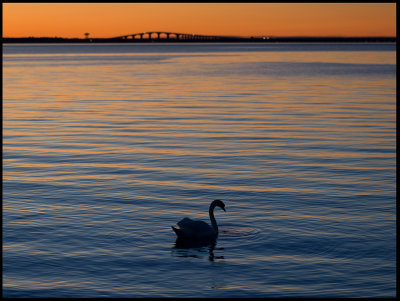 Mute Swan and land bridge