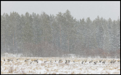 Cranes in heavy snowfall near Ume (Lvnger)