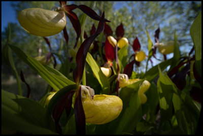 Lady's-slipper Orchid (Guckusko) - Rödön Jämtland