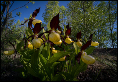 Lady's-slipper Orchid (Guckusko) - Rödön Jämtland