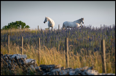 Horses at Gettlinge