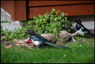 Who killed the rabbit in my back yard? Magpies having a good meal...