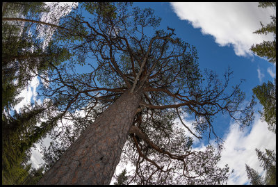 Pine in Skaolo - Lapland