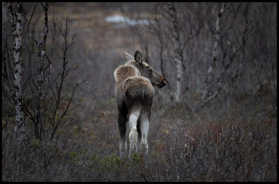 Moose calf near Nikkaluokta - Lapland