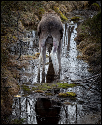 Moose drinking water in a ditch - Kaalasjrvi - Lapland