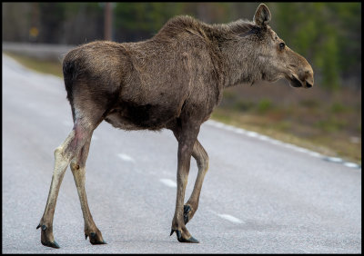 Moose crossing - road to Nikkaluokta - Lapland