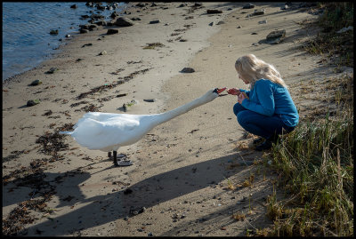 Susanne feeding a long-throated Swan in Simrishamn