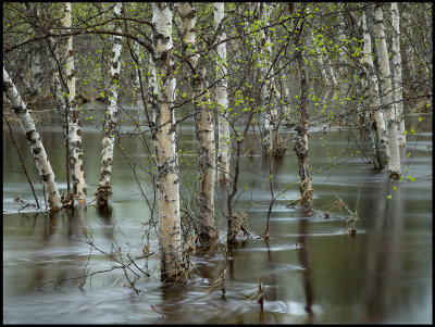 Flood birches near Muodoslompolo - Lapland