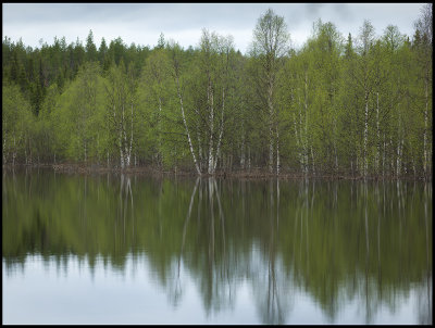 Flood birches near Muodoslompolo - Lapland