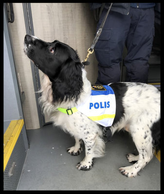 Policedog looking for drugs and weapons at the bus from Kalix to Lule