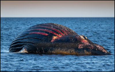 Stranded Hupback Whale (Knlval) - Mellby r land