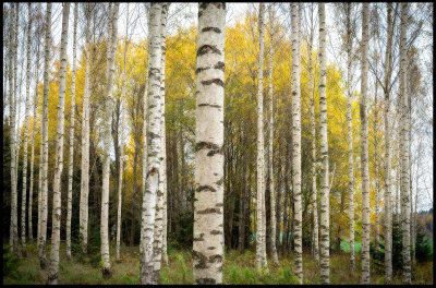 Birches near Nykping