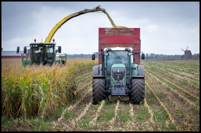 Corn harvest in ssby