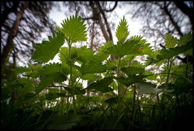 Brännässlor (nettles) - Öland