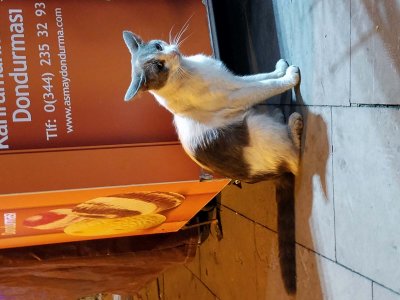 Street cat in Istanbul, Turkey