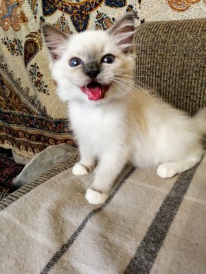 Meet Blue, my ragdoll  kitten, 2 and half months old,