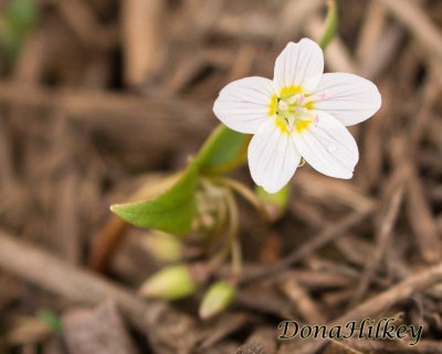 Western Spring Beauty, Claytonia lanceolata Marvine CR12  April 8, 20172.jpg
