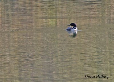 Common Loon. There were four of them on Lake Avery April 15, 2017.jpg