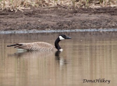 Waterfowl Gallery