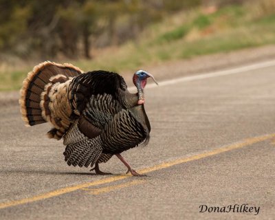 Wild Turkey crossing the road CR 8 April 8, 2017.jpg