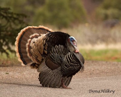 Wild Turkey showing off.jpg