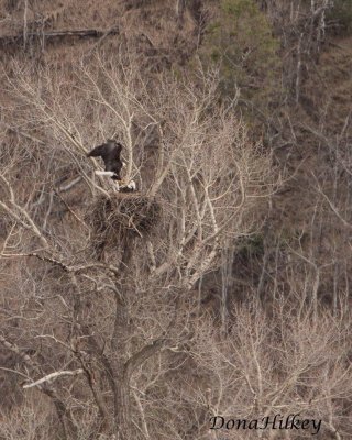 Bald Eagle_, 2017.jpg