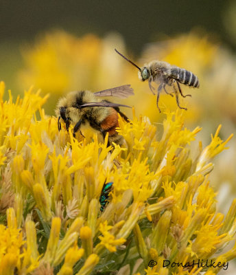 Three Bees on Rabbit Brush