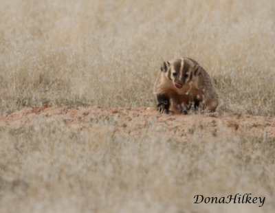 Badgers, Skunks, Weasels, Mink and Pine Marten of NW Colorado