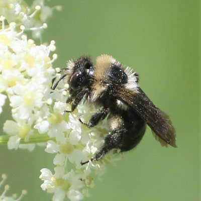 Mining Bee