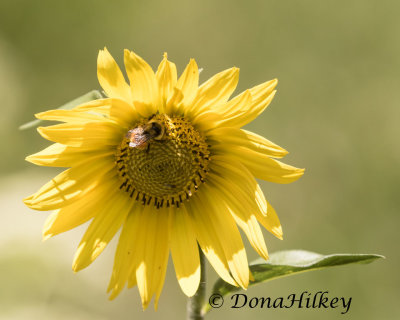 Five-nerved Sunflower