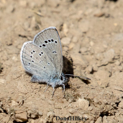 Silvery Blue