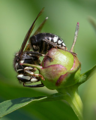 Bald Faced Hornet