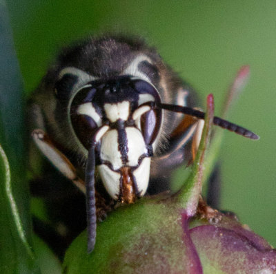 Bald Faced Hornet