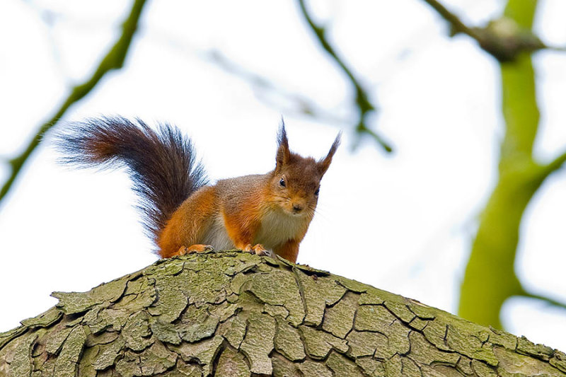 Fauna_15.jpg