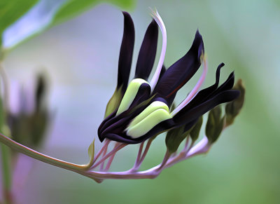 Kennedia nigricans plant