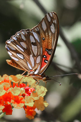 The Tantalizing Beauty of Butterflies