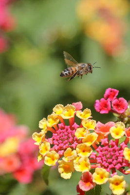 Bee over Lantana flowers