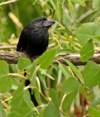 Cuckoos and Roadrunners