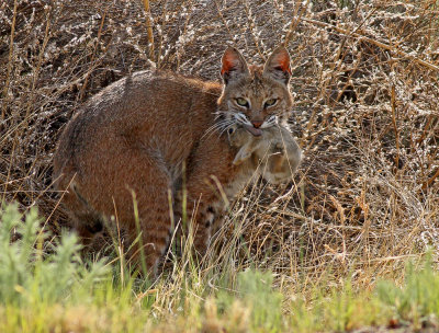 Bobcat