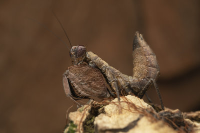 Boxer Mantis