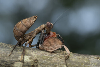 Boxer Mantis